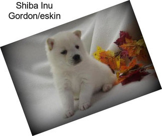 Shiba Inu Gordon/eskin