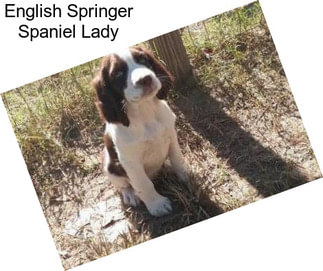 English Springer Spaniel Lady