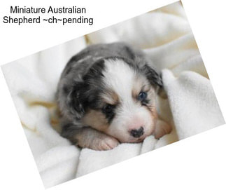 Miniature Australian Shepherd ~ch~pending