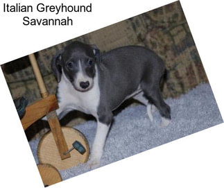 Italian Greyhound Savannah