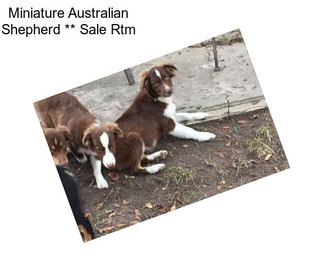 Miniature Australian Shepherd ** Sale Rtm