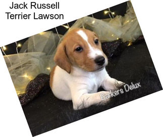 Jack Russell Terrier Lawson