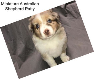 Miniature Australian Shepherd Patty