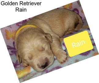Golden Retriever Rain