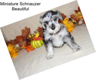 Miniature Schnauzer Beautiful