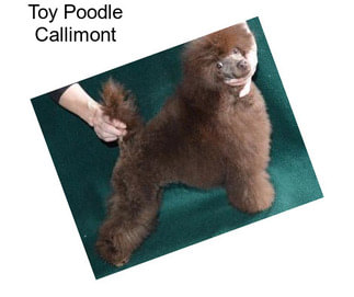 Toy Poodle Callimont