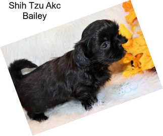 Shih Tzu Akc Bailey