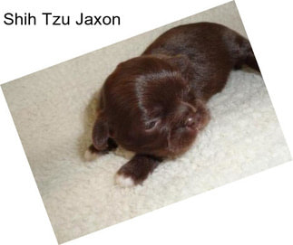 Shih Tzu Jaxon