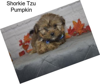 Shorkie Tzu Pumpkin