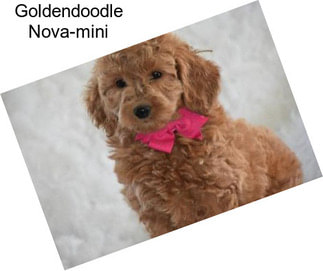 Goldendoodle Nova-mini