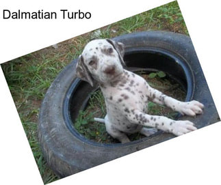 Dalmatian Turbo