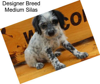 Designer Breed Medium Silas