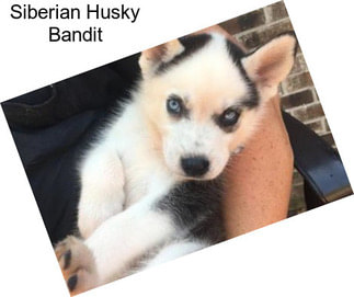 Siberian Husky Bandit