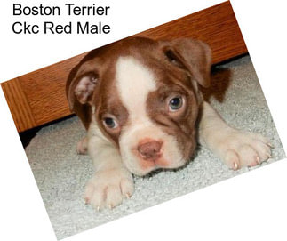 Boston Terrier Ckc Red Male