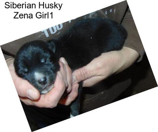 Siberian Husky Zena Girl1