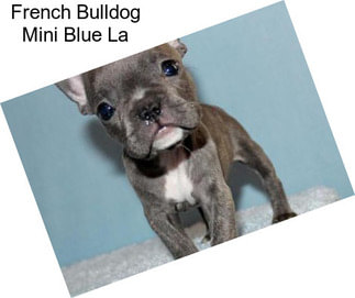 French Bulldog Mini Blue La