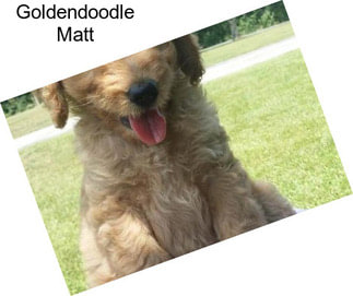 Goldendoodle Matt