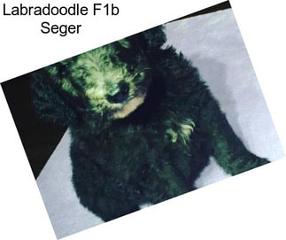 Labradoodle F1b Seger