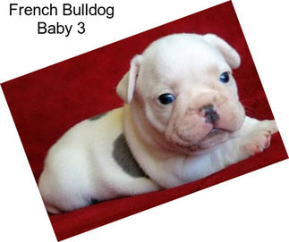 French Bulldog Baby 3