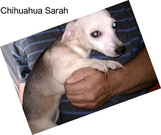 Chihuahua Sarah