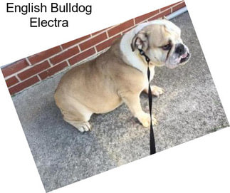 English Bulldog Electra