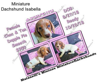 Miniature Dachshund Isabella