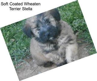 Soft Coated Wheaten Terrier Stella