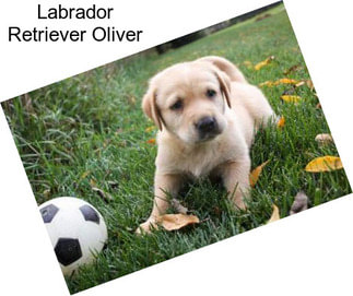 Labrador Retriever Oliver