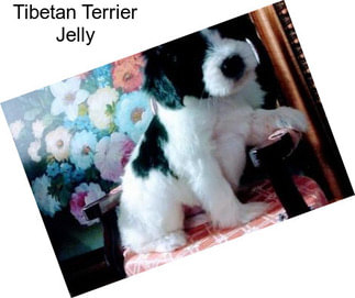 Tibetan Terrier Jelly