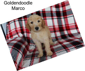 Goldendoodle Marco