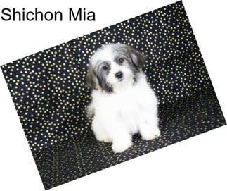 Shichon Mia