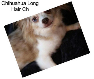 Chihuahua Long Hair Ch