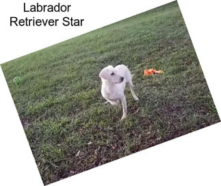 Labrador Retriever Star