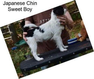 Japanese Chin Sweet Boy