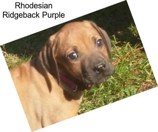 Rhodesian Ridgeback Purple