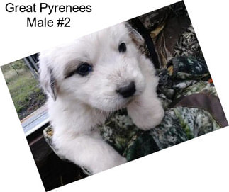 Great Pyrenees Male #2