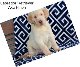 Labrador Retriever Akc Hilton