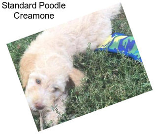 Standard Poodle Creamone