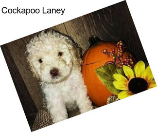 Cockapoo Laney