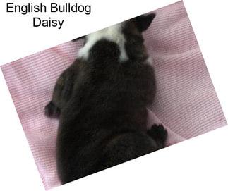 English Bulldog Daisy