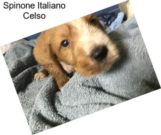 Spinone Italiano Celso