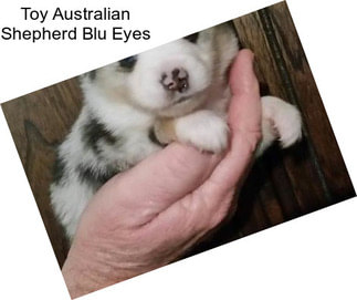 Toy Australian Shepherd Blu Eyes