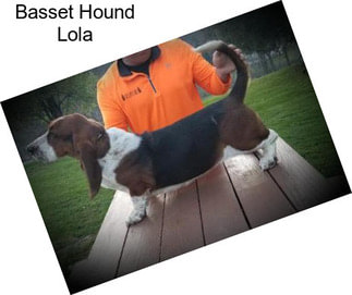 Basset Hound Lola