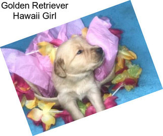 Golden Retriever Hawaii Girl