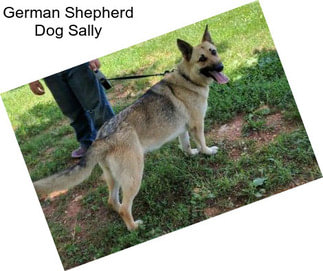 German Shepherd Dog Sally