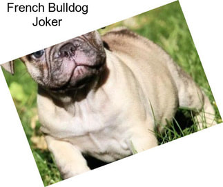 French Bulldog Joker