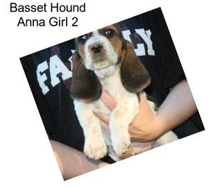 Basset Hound Anna Girl 2