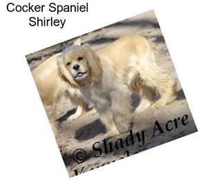 Cocker Spaniel Shirley