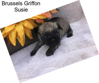 Brussels Griffon Susie