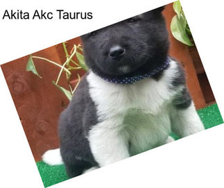 Akita Akc Taurus